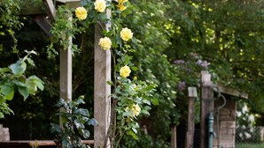 Eine hölzerne Pergola mit Kletterrosen in Gelb, umgeben von üppigem Grün und einer Holzkonstruktion im Hintergrund.