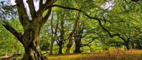 Parco della struttura