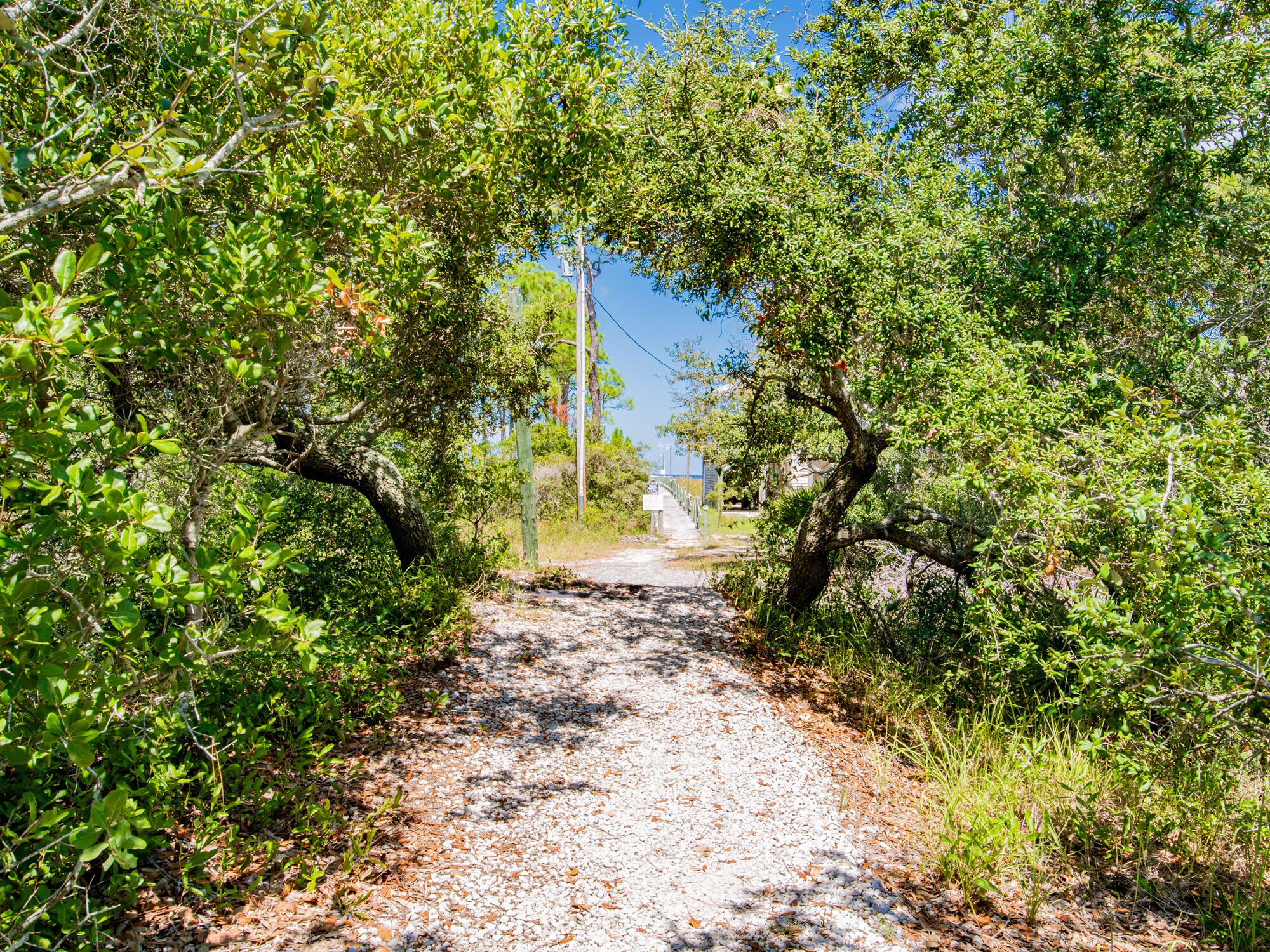 Uma trilha de cascalho ladeada por folhagem verde densa, que conduz a uma estrada pavimentada.