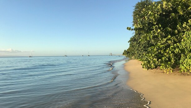 Una playa con agua cristalina, una orilla arenosa y un arbusto verde y frondoso a la derecha.