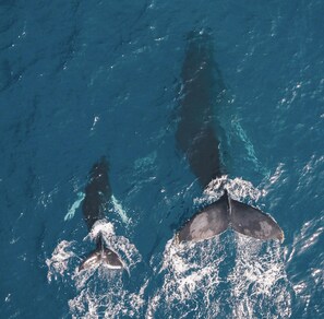 A whale with its tail above the water, indicating a marine environment. - Playa Potrero NEW 2 BR Condo Near to the Beach - Casa Blanca 7 (Tempate)