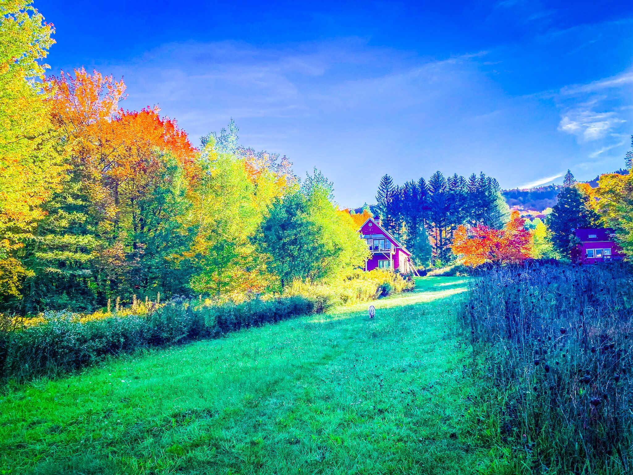 Eine ländliche Landschaft mit einem Haus, umgeben von herbstlich gefärbten Bäumen und einem strahlend blauen Himmel.