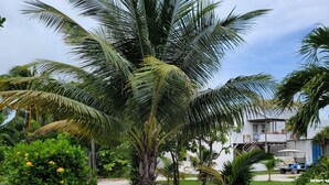 Una palmera en una zona ajardinada con un sendero pavimentado y un edificio al fondo.