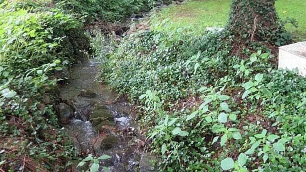 Un pequeño arroyo serpentea por una zona verde y exuberante, con vegetación densa y una estructura de madera al fondo.