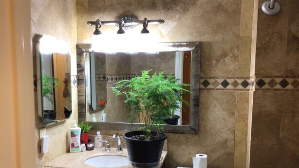 Une salle de bain avec un lavabo, un miroir, des toilettes et une plante en pot.
