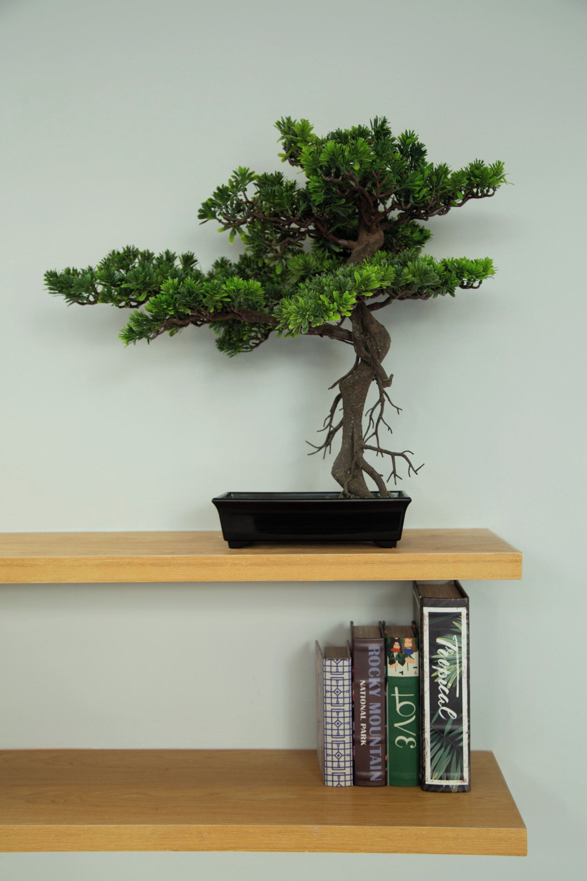 Bonsai-puu mustassa ruukussa puuhyllyllä.