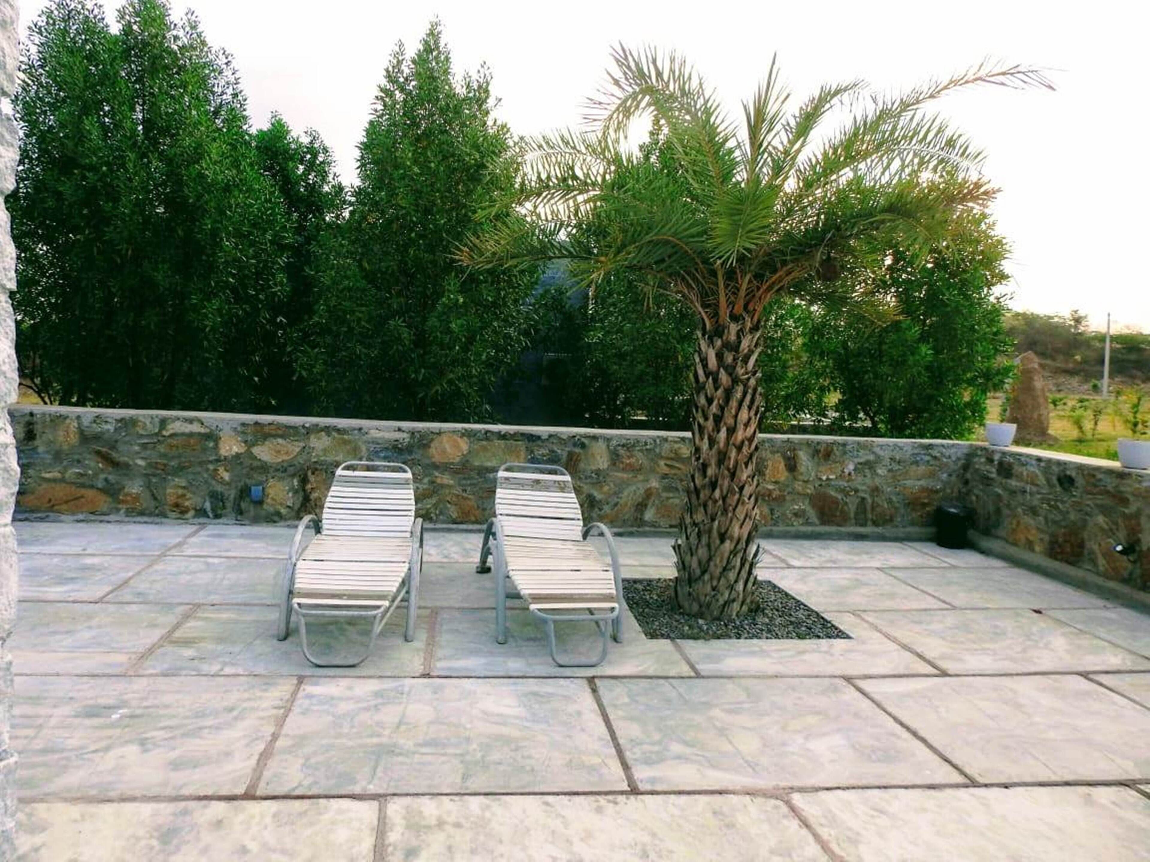 A stone patio with two lounge chairs and a palm tree.
