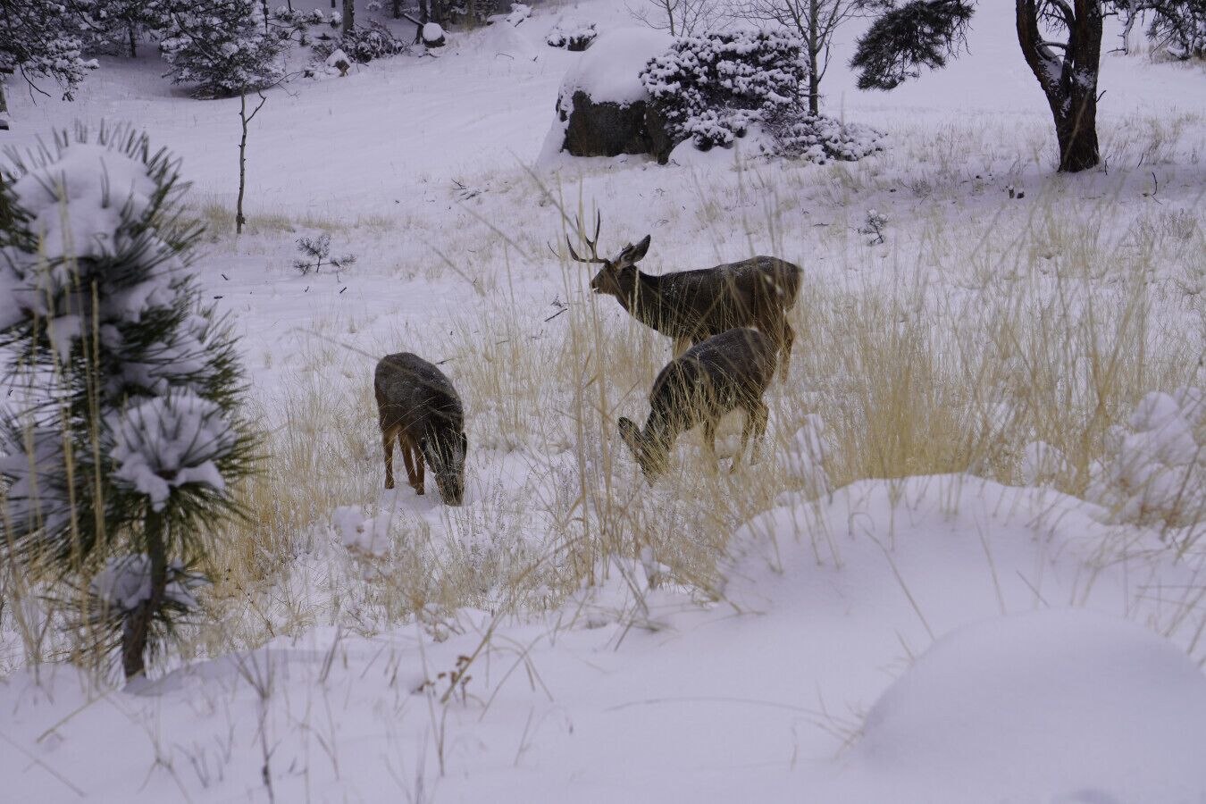 A snowy landscape with a deer grazing.