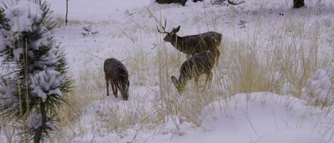 A snowy landscape with a deer grazing.