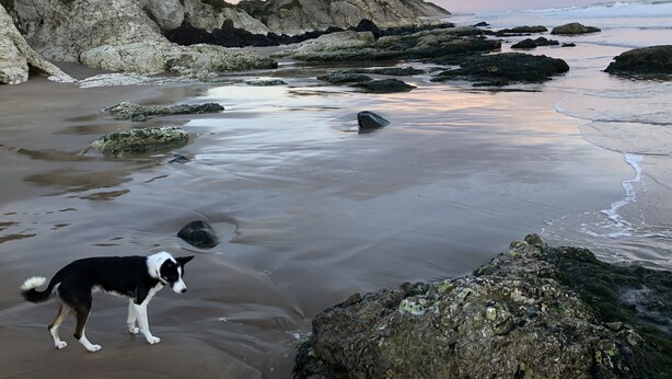 A beach with rocky terrain and a dog. - Pet friendly, comfortable family home with sea views near the Giant's Causeway (Bushmills)
