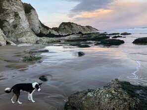 Ein Strand mit felsigem Gelände und einem Hund.