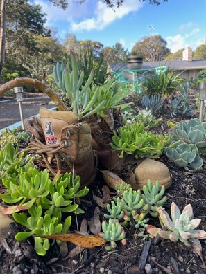 Stroll through a serene garden filled with a variety of succulents and plants, surrounded by decorative boots.