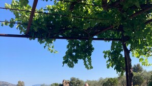 En trädgård med en pool, ett trädäck och en pergola som är överburen med vinstockar.