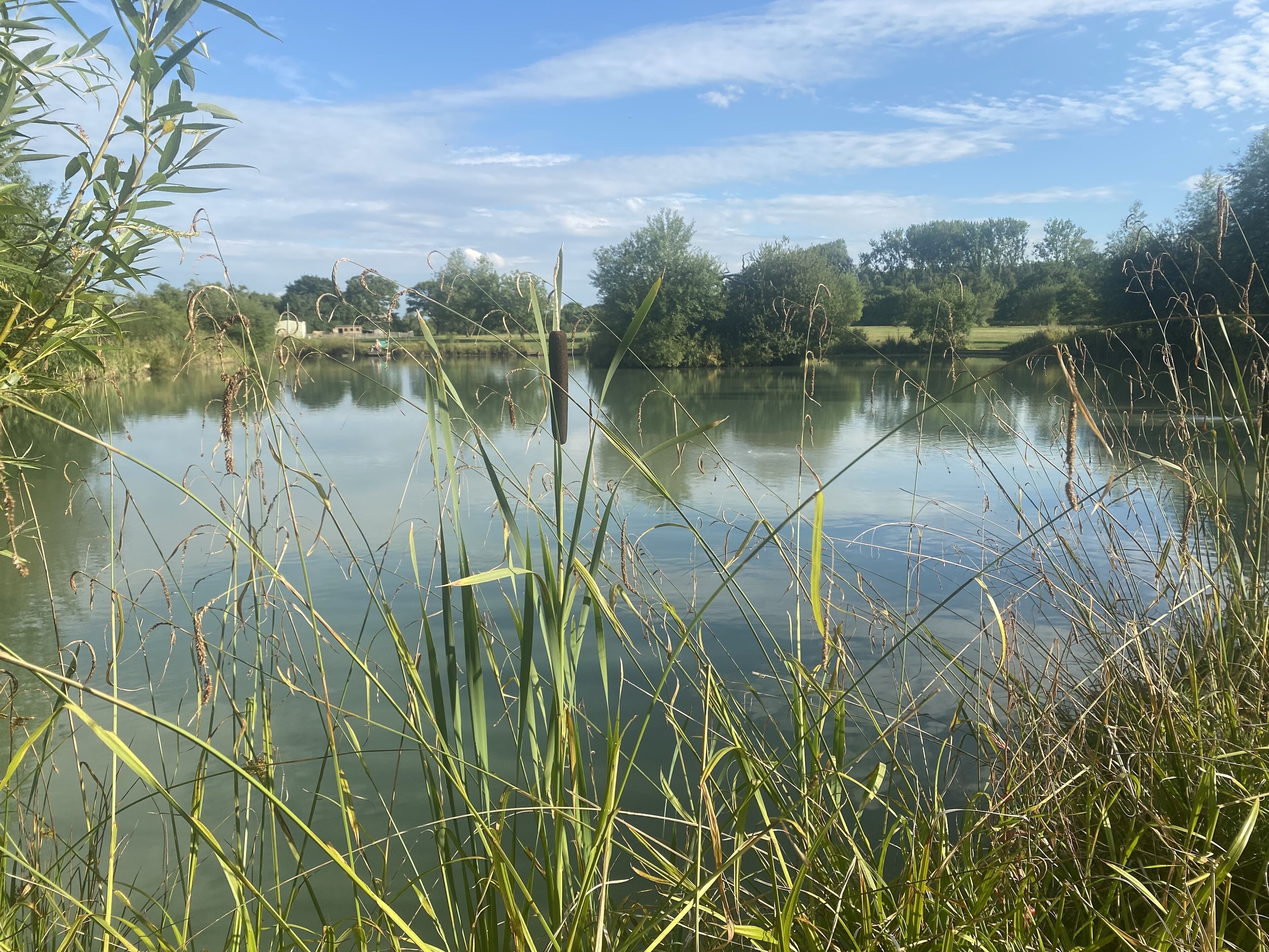 Un lac paisible, avec des roseaux au premier plan et des arbres en arrière-plan.