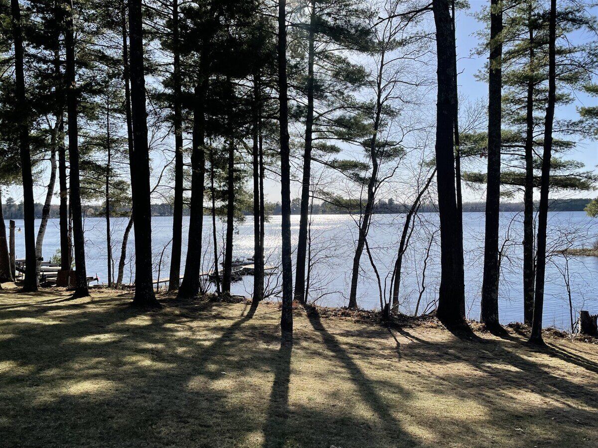 A forested area with tall trees and a lake in the background.