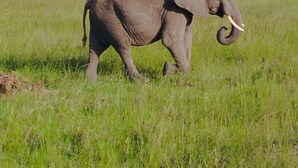 Un champ herbeux avec un seul éléphant au premier plan.
