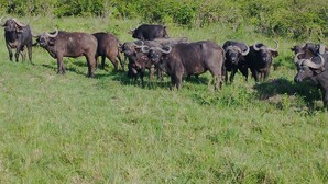 Un troupeau de bovins dans un champ verdoyant, sous un ciel dégagé.