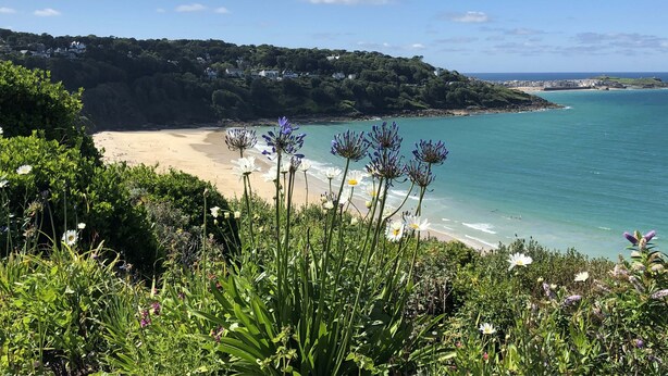 Un paysage côtier avec une plage de sable, un ciel bleu dégagé et une végétation luxuriante.