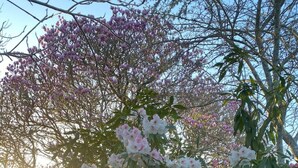 Un jardin où les fleurs sont en pleine floraison et où se trouve un chien.
