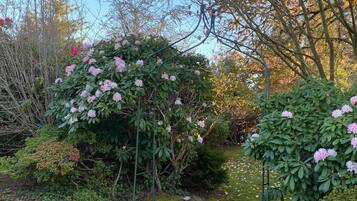 Un jardin agrémenté d’une pergola recouverte de plantes à fleurs, entouré de divers arbustes et arbres.