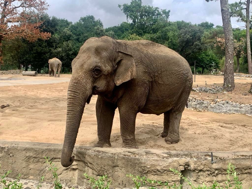 Ein Elefant in einer Zooanlage mit Erdboden und Bäumen im Hintergrund.