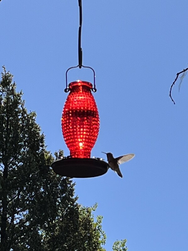 Un comedero rojo colgado de una rama de árbol contra un cielo azul despejado.