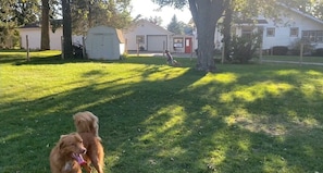Property grounds - House Available for EAA.  Perfect for those with children or dogs. (Omro)