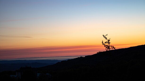 A silhouette of a tree against a sunset sky.