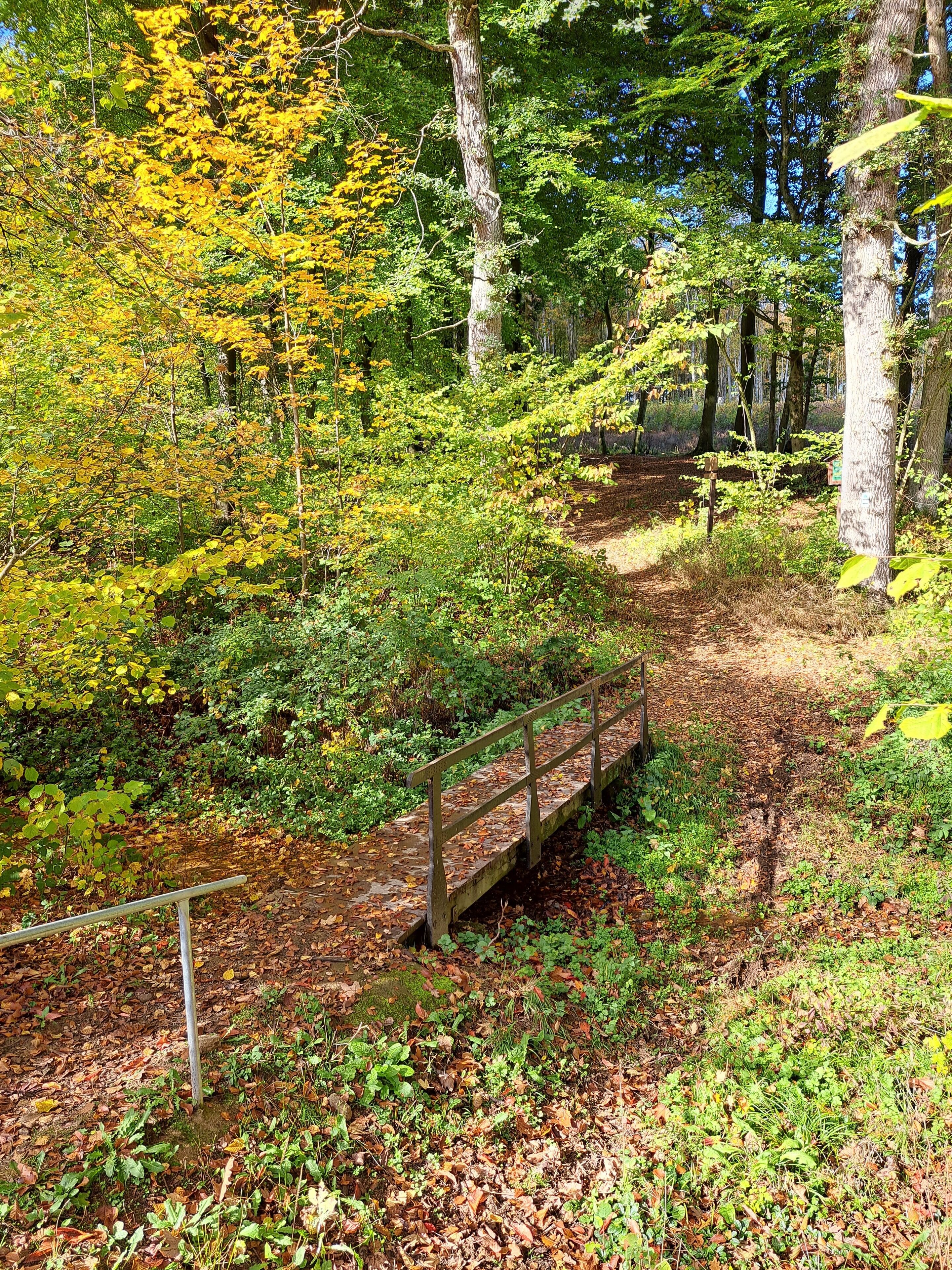 En træbro i et skovområde med en jordvej, der løber igennem.