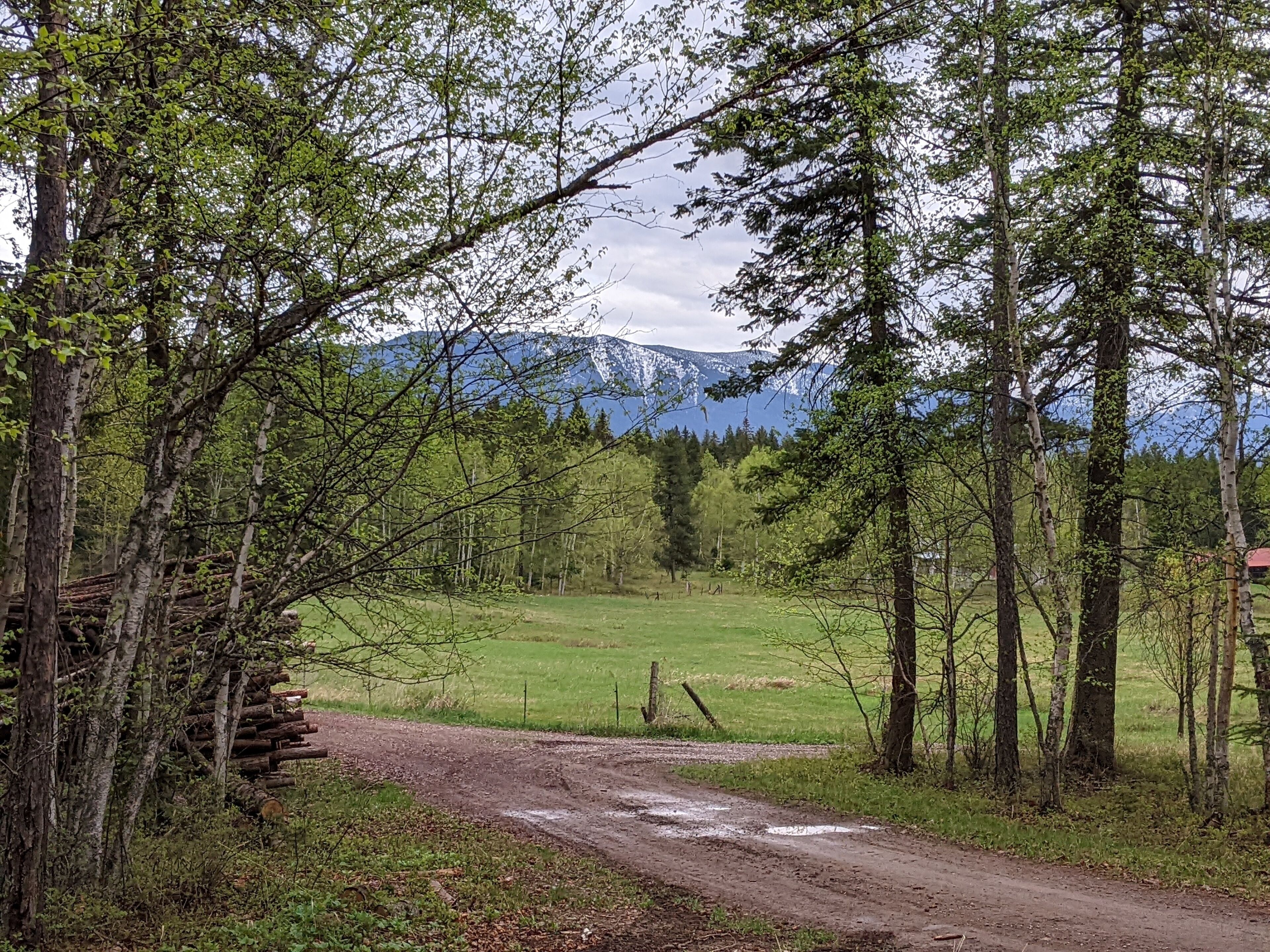 A rural landscape with a dirt path leading through a forest to a grassy field and a mountain in the background.