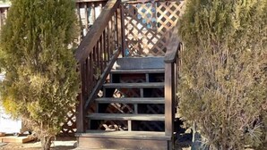 Eine Holzhütte mit einer Treppe, die zu einer Veranda führt, umgeben von kleinen Bäumen und einem Willkommensschild.