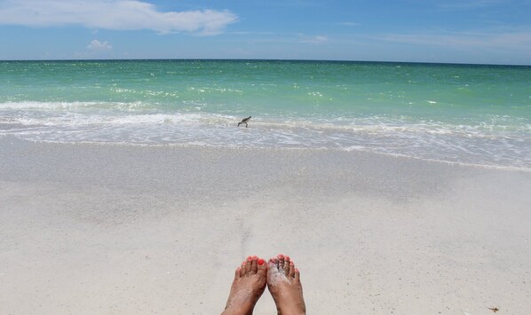 A beach with a clear view of the ocean and a bird in the distance.