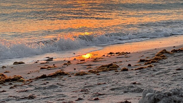 Een strand met een zonsondergang, golven en zeewier.