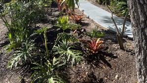 Een tuin met verschillende planten en een pad dat naar een huis leidt.