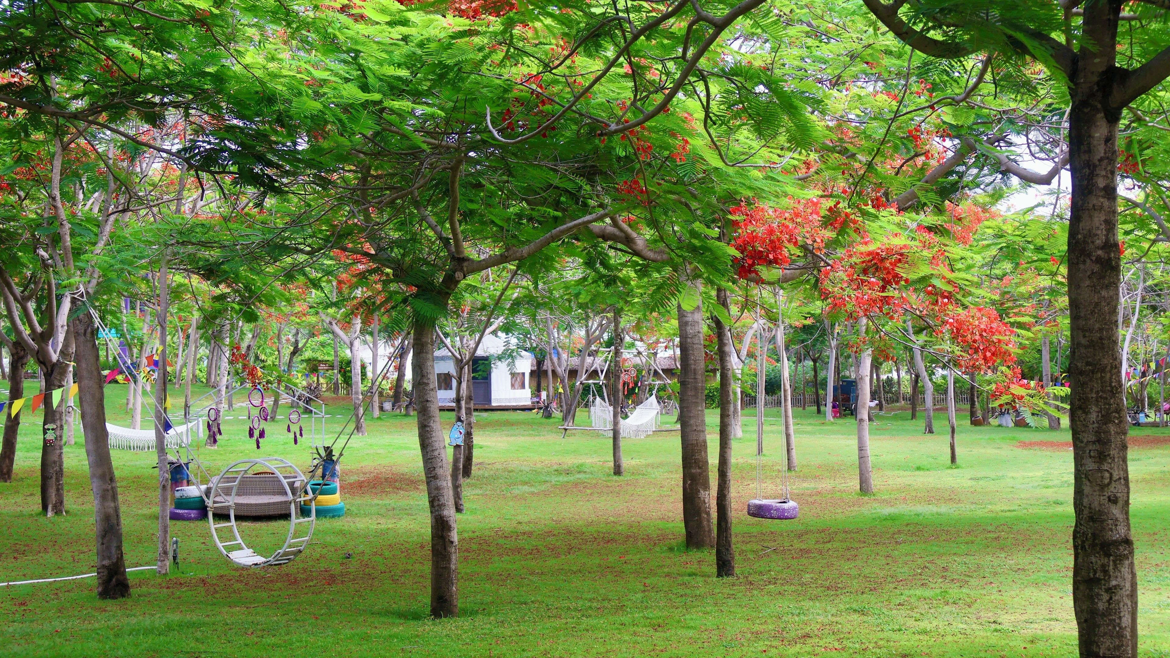 A park with trees, grass, and hammocks.