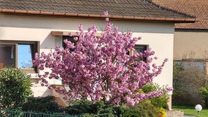 A house with a tiled roof and a flowering tree in front. - Gîte Familial Avec Jardin et Garage Clos (OBERENTZEN)