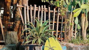 A surfboard leaning against a metal gate with a palm tree design, a wooden fence, and cacti in the background. - SOHO HOMESTAY PHU QUOC (Phu Quoc)