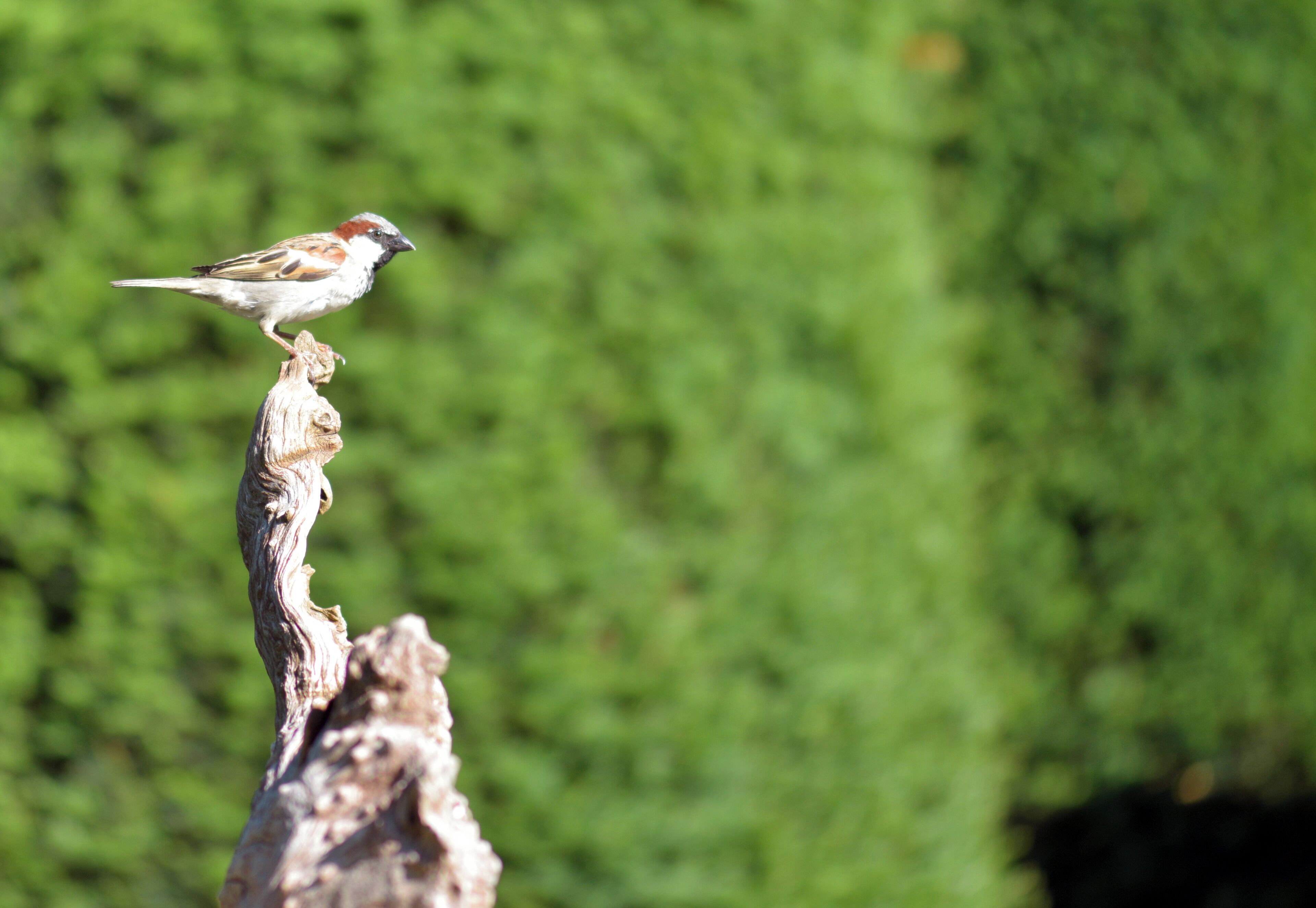 Un oiseau perché sur un poteau en bois, avec un arrière-plan verdâtre flou.