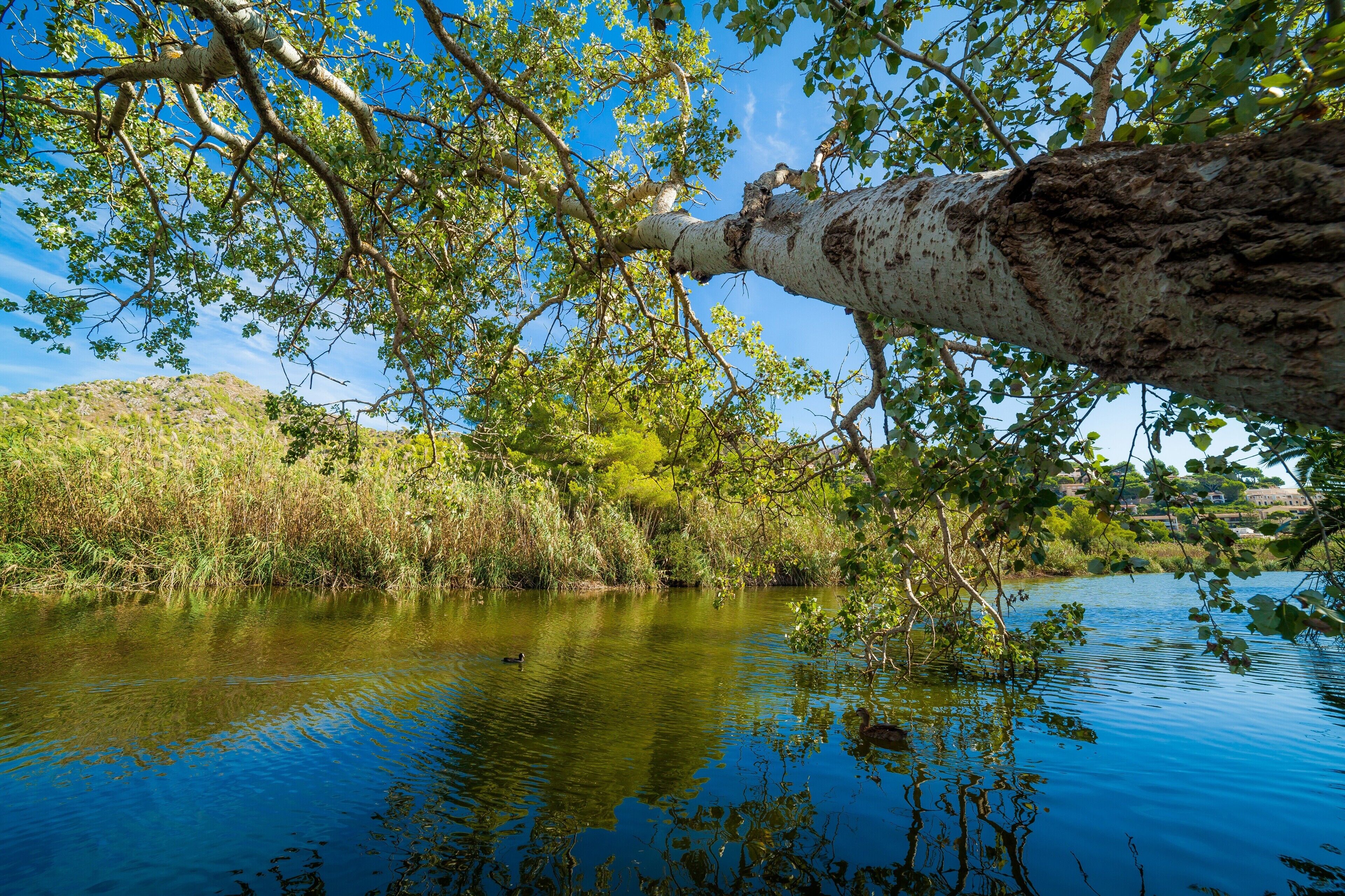 A calm river with a tree branch overhanging, surrounded by greenery and a clear sky.