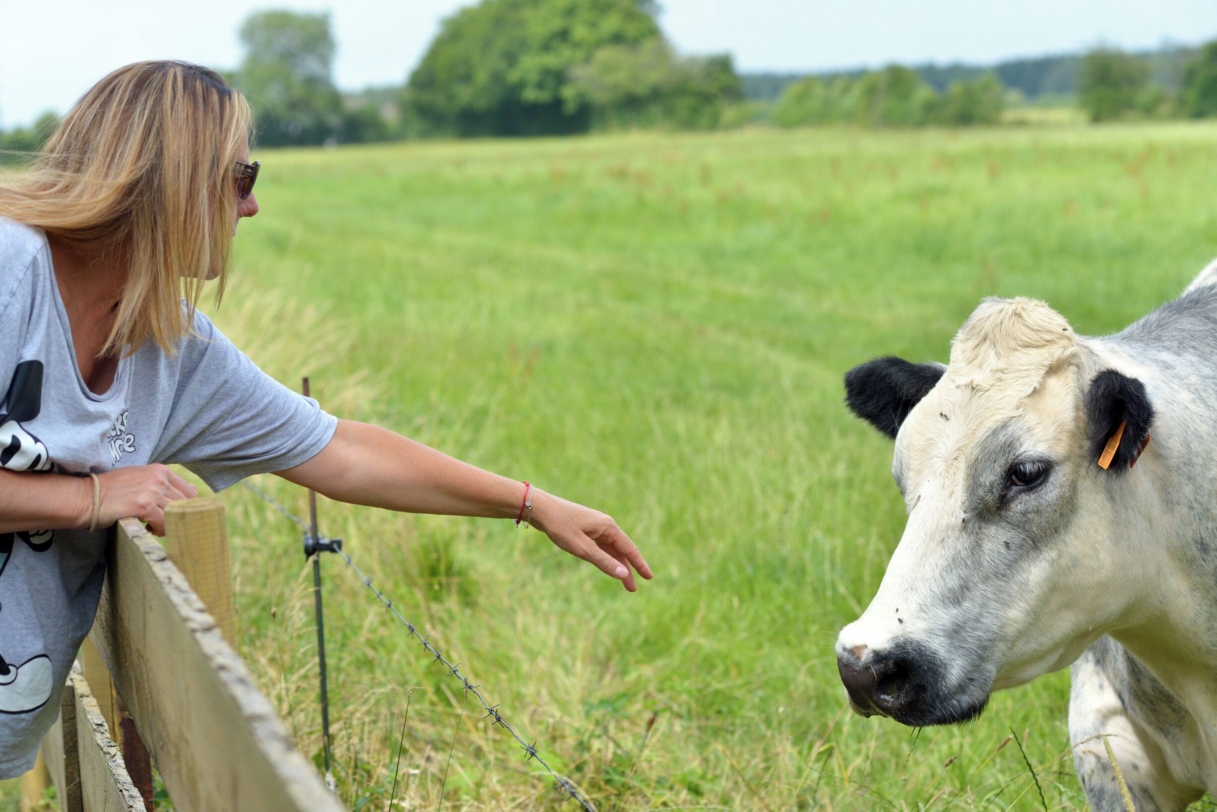 A person leaning on a fence in a grassy field with a cow.