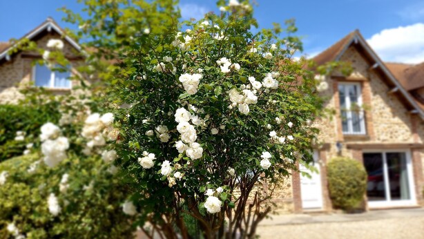 A house with a garden featuring white flowering bushes. - Les Maisons du Théâtre Romain - 4 Gîtes - 10 Chambres (Le Vieil-Évreux)