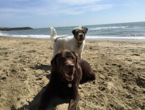 Dois cães numa praia de areia com o oceano ao fundo.