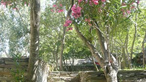 Un escalier en pierre, entouré d ’une végétation luxuriante et de fleurs roses.