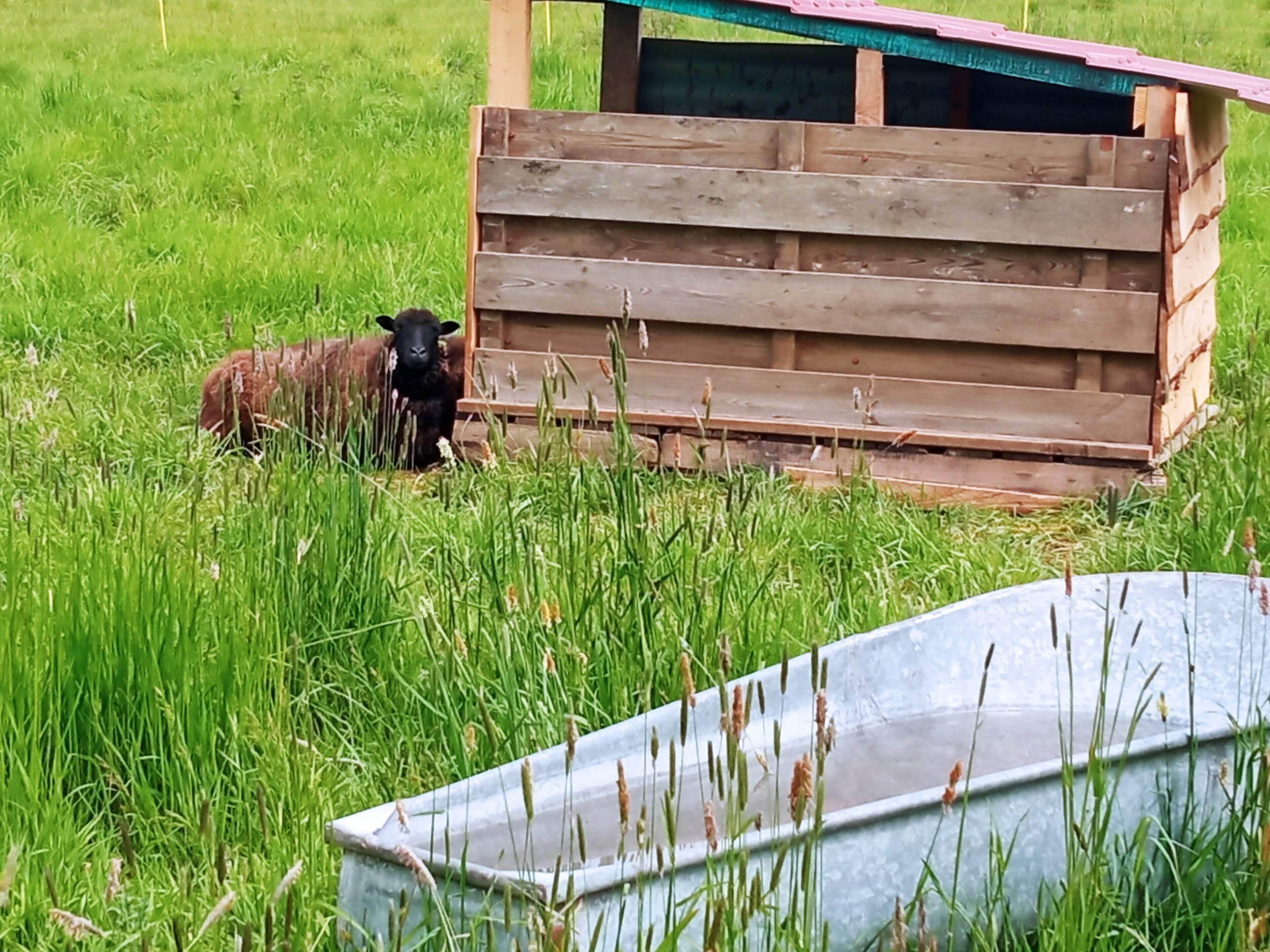 Une structure en bois se dresse dans un champ d’herbe.