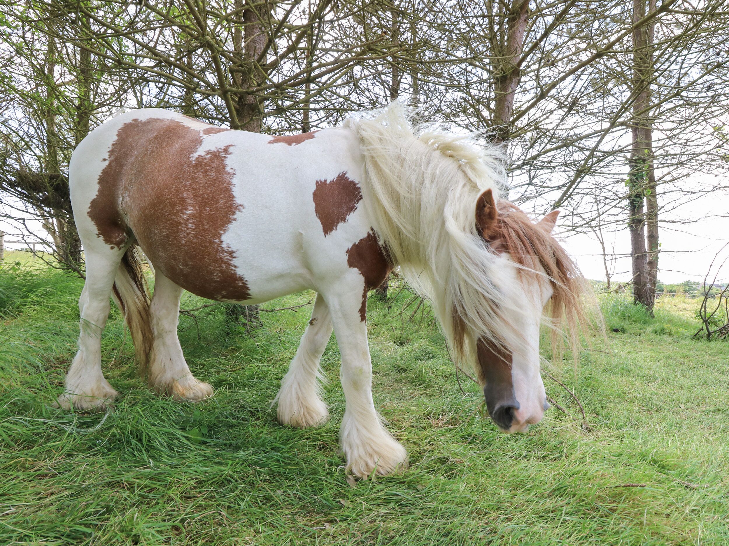 A horse with white and brown patches standing in a grassy field with trees in the background.