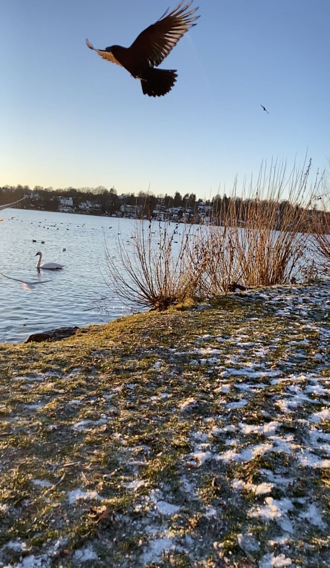 Un lago con cisnes y carrizos, rodeado de una zona cubierta de césped y manchas de nieve.