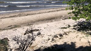 A beach with clear skies and calm waves. - Apartment flying stag (Bäk)