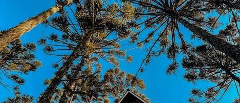 A cabin surrounded by tall pine trees with a clear blue sky above.