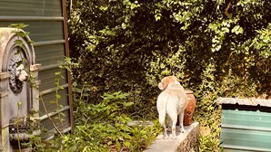 Ein Hund steht auf einem Betonvorsprung in einem Garten mit dichtem Grün und einer grünen Metallkonstruktion im Hintergrund.