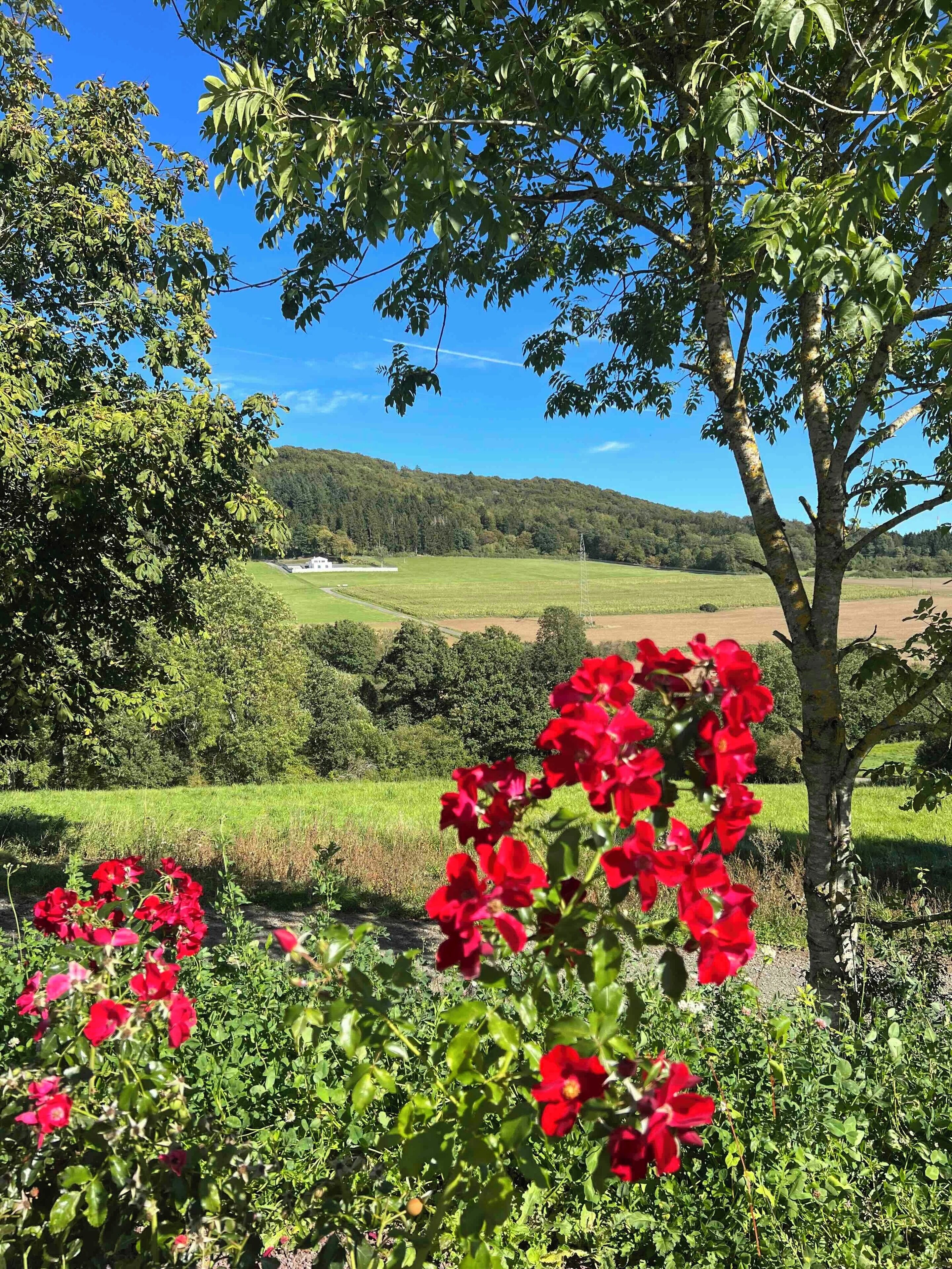 Landschap met een boom en rode bloemen op de voorgrond, een groen veld en een heuvel in de verte.